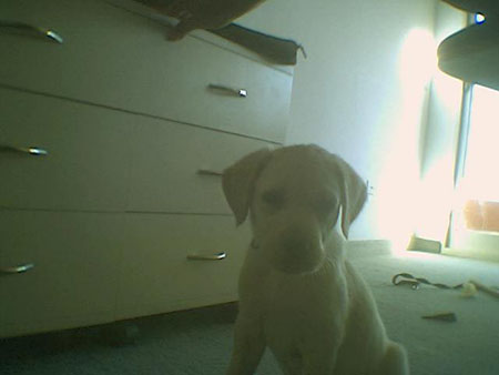 Gaspar
