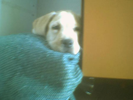 Gaspar2