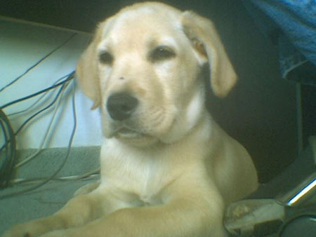 Gaspar8